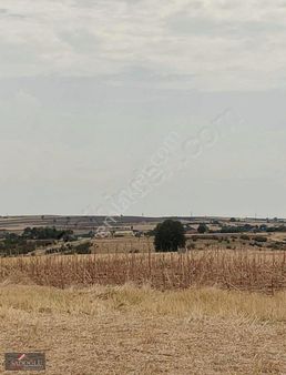 Edirne Meriç Subaşı Beldesi 4193 M2 Müstakil Tapu Fırsat Tarla