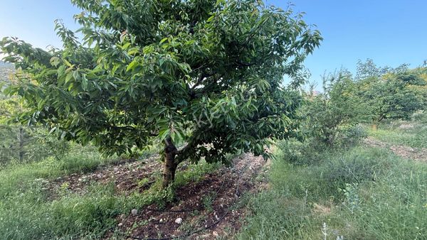 Acill Satılık 12 Dönüm Yetişkin Verimli Kirazlık