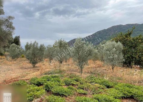 Telmessos Gayrimenkul Den Söğütlü De 1.371 M2 Köyiçi