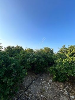 Mersin Erdemli Evlanlı 'da Satılık 2750 M.kare Limon Bahçesi-tarla