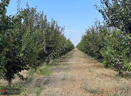 Fırsat Tarla! Manisa Şehzadeler'de Ana Yola 500 M Kayısı Bahçesi