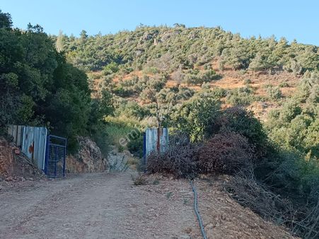 Söke Yenikent Mah. 12.411 M2 İncir & Zeytin Bahçesi Satılıktır.