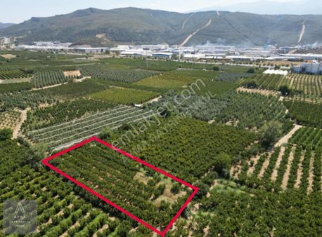 Ayma'dan Barakfakih'de Yatırımlık Şeftali Bahçesi - 2352 M2