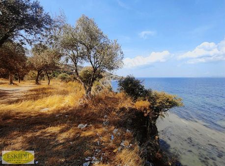 Çanakkale Erenköy Sahil Mevkii Boğaz Manzaralı Satılık Zeytinlik