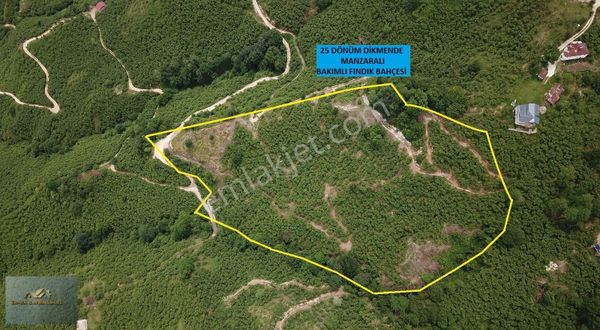 Dikmen Vali Konağı Mevkisi 25dönüm Bahçe Bakımlı Manzaralı