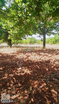 Koz Emlak'tan Akçadağ-altunlu Mah. Bakımlı Bahçe