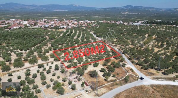 Ballıca En Güzel Konumda Yolu Mevcut 2.850m2 Satılık Zeytinlik