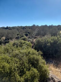 Saadet Korkmaz Emlak'tan Katıralı Köyünde Satılık 36 Dönüm Zeytinlik