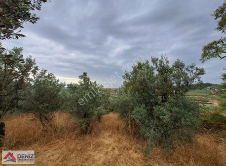 Doğa İçinde Yolu Olan Zeytinlik