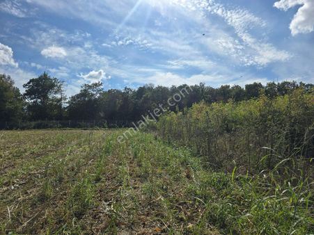 Kandıra Selimköy'de Acil Satılık Tarla