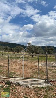 Milas Kalınağıl Köyünde Satılık Zeytinlik!!!