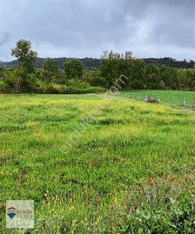 Bilecik Gölpazarı Çengellerde Asfalta Çok Yakın 2010m2 Tarla