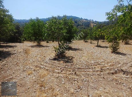 Bursa Keles Sarıyar Köyünde Satılık Ceviz Tarlası 2854m2