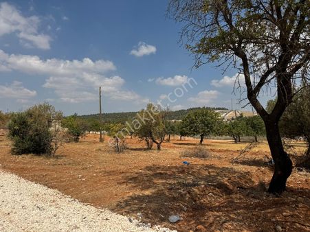 Aşinadan Hasan Kalyoncu Karşısı Bağevlik 525m2 Arazi