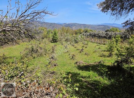 Milas Eğridere Köyünde 3.5 Dönüm Düm Düz Tarla