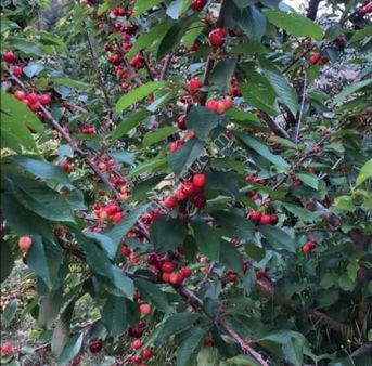 Ağabey Gayrimenkul Den Osmancık Mahallesinde Satılık Kirazlık