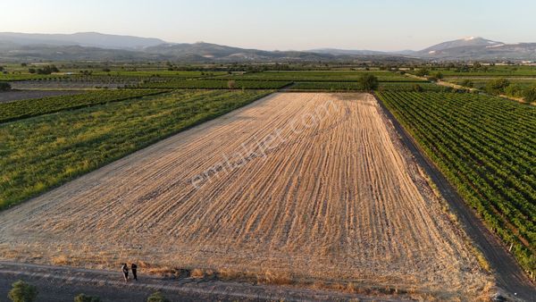 Saruhanlı Paşaköyde Satılık Tarla