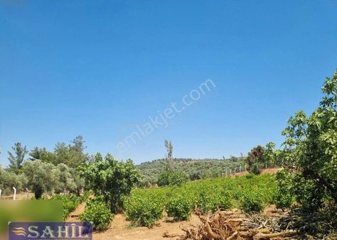 Gökce Alanda Muhteşem Çiflik İcin Üzüm İncir Zeytin 8500 Mkare