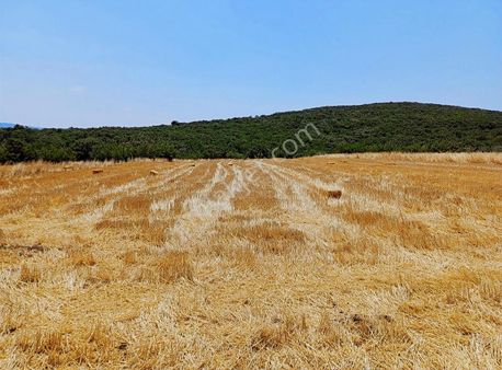Çatalağılda Satılık Fırsat Fiyata Çok İyi Konumda 3 Dönüm Tarla