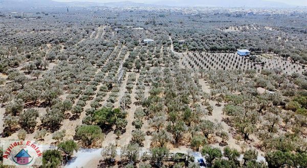 Efendi Mah Bilal Habeşi Camine 400 Metre Elektrik Su Yol Var