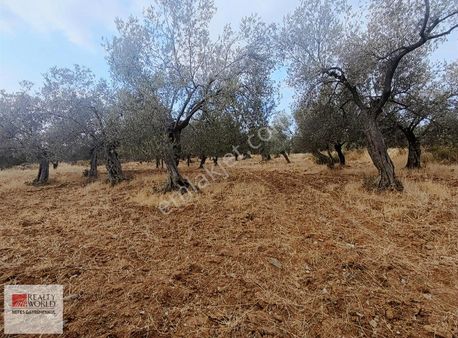 Kalkım Edremit Yoluna Cephe Edremite 1.5 Km Uzaklıkta Zeytinlik