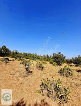 Sahibinden Satılık Tarla Çal / Çakırlar