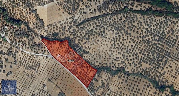 "torbalı Çakırbeyli'de Verimli 8500 M2 Zeytinlik Yatırım Fırsatı