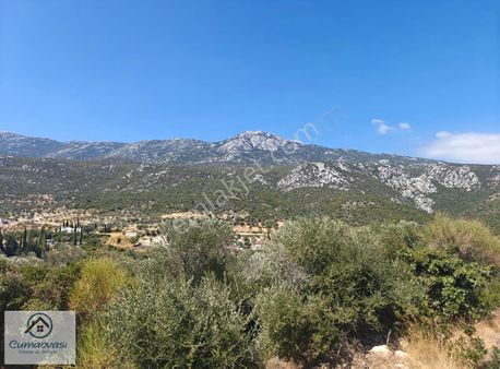 Cumaovası Emlak'tan Satılık Karaburun Eğlenhoca Köyü Tarla