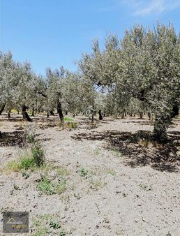 Mustafa Başyiğit Emlaktan Süleymanlı Mh 2575 M2 Zeytinlik