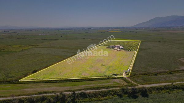 Aydın Söke'de 46 Dönüm Yatırımlık Fırsat Çiftlik