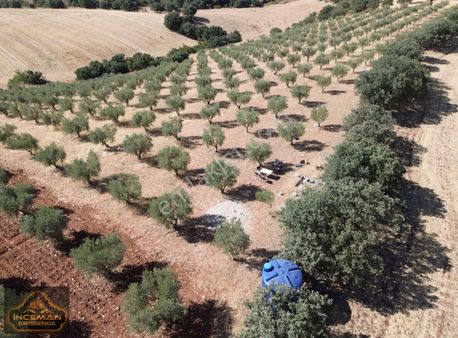 11500m2 Ankara Asfaltına Yakın Yetişkin Zeytinlik