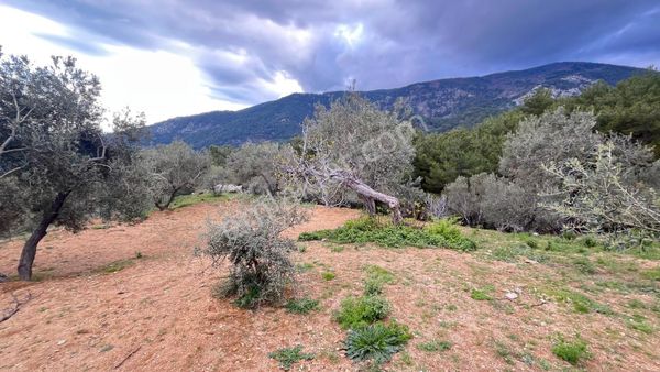 Başaran Emlak'tan Muhteşem Doğa Ve Deniz Manzaralı Zeytin Arazisi