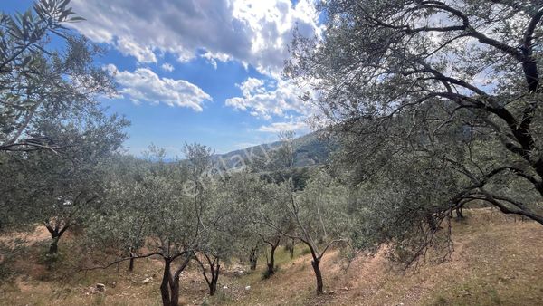 Başaran Emlak'tan Güre'de Mıhteşem Zeytin Arazisi Acil Satılık