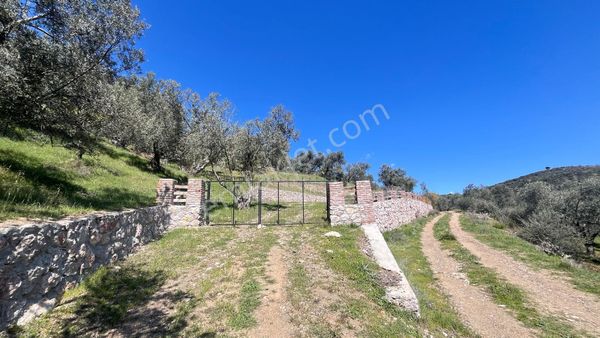 Başaran Emlak'tan Yaylaönün'de Efsane Zeytin Arazisi...