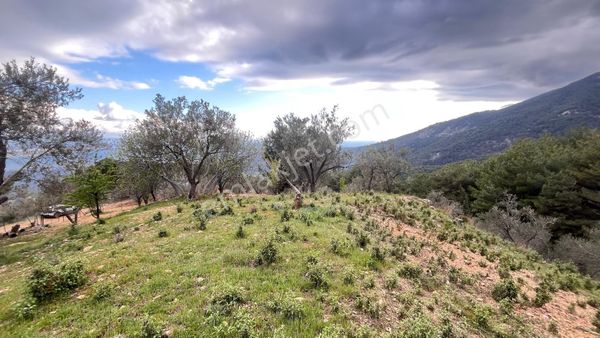 Başaran Emlak'tan Efsane Zeytin Arazisi...