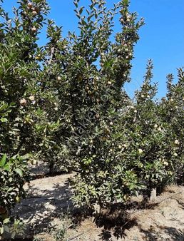 Elmalı Zümrütovada 23 Dönüm Satılık Elma Bahçesi