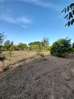 Aydın Söke Bağarası Mah. Yola Sıfır Satılık Bahçe