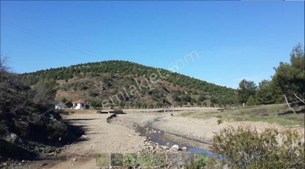 Balıkesir Ayvalık Ta Satılık 366 Donum Cam Fıstıklık Tarlası