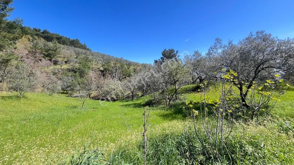 Başaran Emlak'tan Muhteşem Doğa Manzaralı Zeytin Arazisi...