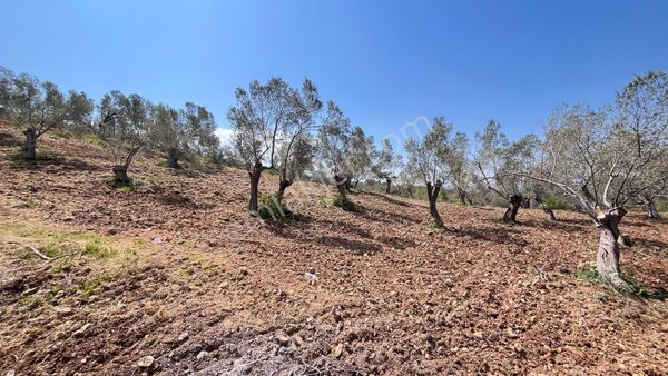 Başaran Emlak'tan Dağ Ve Doğa Manzaralı Zeytin Arazisi...