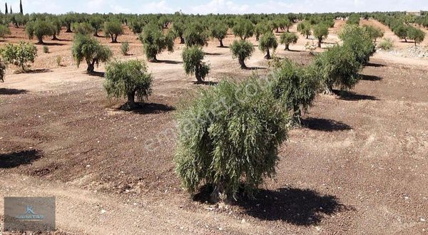 Kilis Merkez Yaşar Aktürk Tapulu Satılık 4.600 M2 Zeytinlik