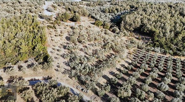 Karasonyada 3.382 M² Satılık Zeytinlik-resmi Yol,70 Zeytin Ağacı