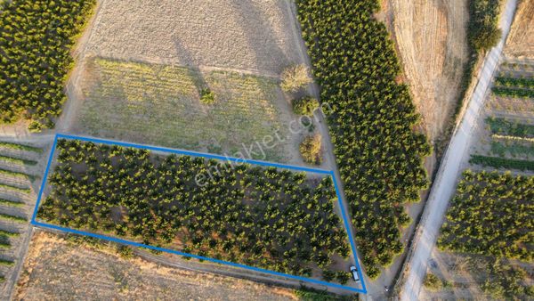 Musaköy'de 3078 M2 Deniz Tarafında Şeftali Tarlası Han Emlaktan