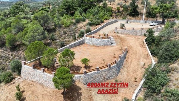 Başaran Emlak'tan Kaçırılmaz Zeytin Arazisi...