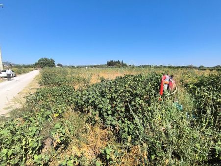 Manisa Paşaköyde Koye 100 Metre 2900m2tatla 2.660.000 Tl