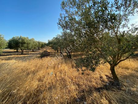 Manisa Akhisar Kayalıoğlunda Rahmiyeye Yakın 7 Dönüm Zeytinlik!!