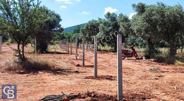 525 M2 Elektrik Ve Suyu Bulunan Yatırımlık Fırsat Zeytinlik