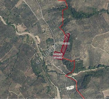 C21 Cius; Umurbeyde Ve Adliye Sınırı 12,542 M2 3 Parsel Bakımlı Zeytinlik