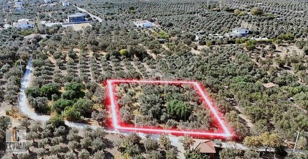 Efendi Mahallesi İmara Yakın Konumda Zeytinli Tarla