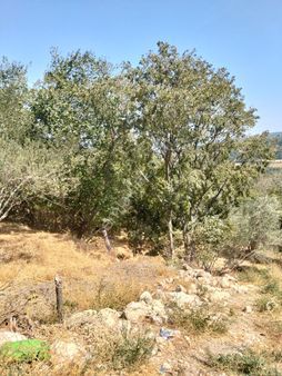 Çanakkale Lapseki Kangırlı'da